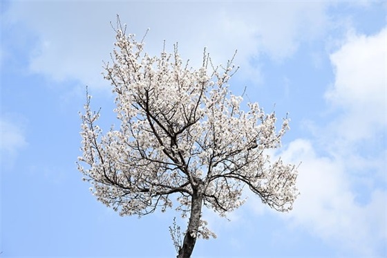 形容夜晚美景的句子 形容夜晚美景的句子一年级