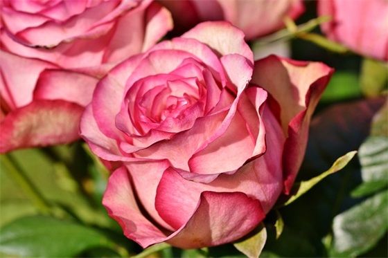 地震祈祷祝福语40句