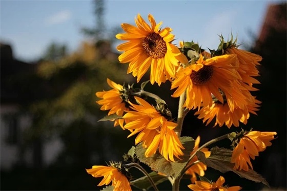 结婚周年祝福语 祝别人结婚纪念日的祝福语 结婚周年祝福语 祝别人结婚纪念日的祝福语