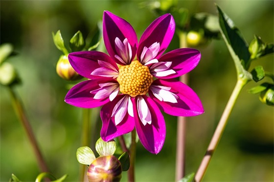 2026开业大吉的传统祝福语 2026开业大吉的传统祝福语