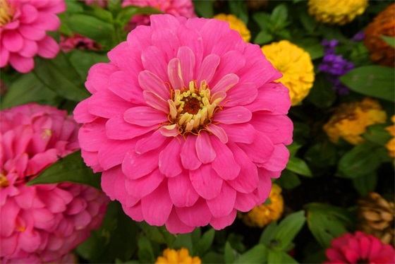 给老总的新年祝福语 给老总的新年祝福语2026