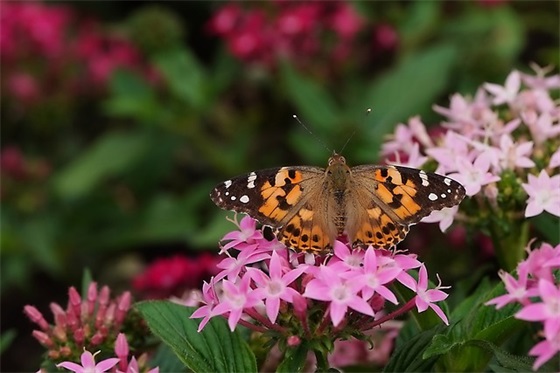 教师节的朋友圈祝福语文案(教师节朋友圈祝福语) 教师节的朋友圈祝福语文案(教师节朋友圈祝福语)