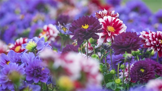 欢度六一儿童节祝福语 欢度六一儿童节祝福语