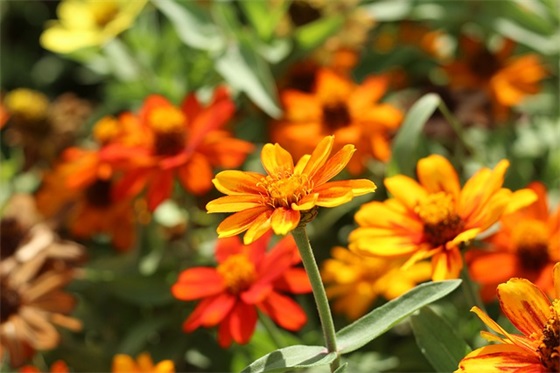 日式风情侣网名(优选45个)