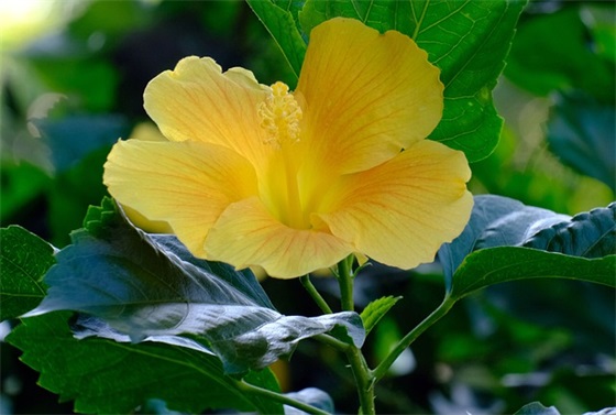 很贱又欠揍的六字网名