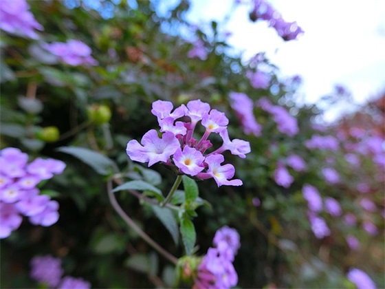 微信网名太阳花