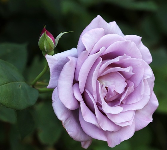 lol游戏id名字大全搞笑