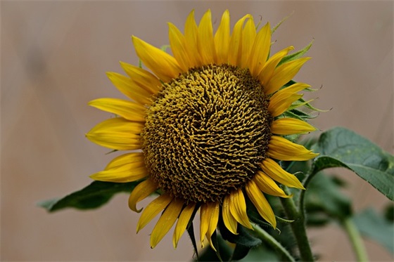 情感微信男生网名