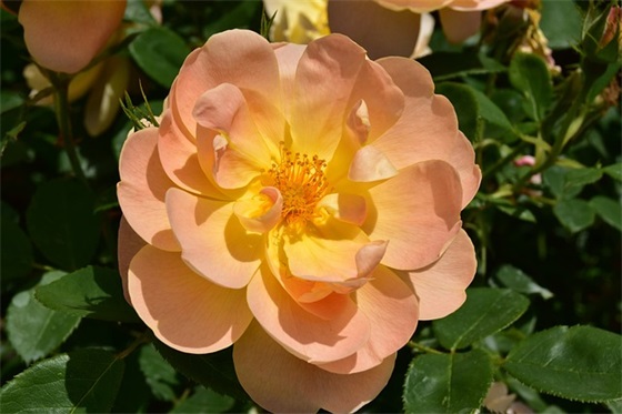 星空的网名大全唯美