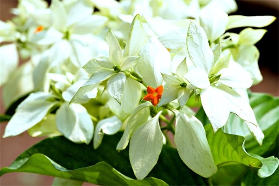 唯美好听女生网名