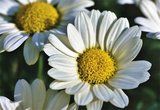 亲戚乔迁之喜祝福语简单点 亲戚乔迁之喜祝福语简单点