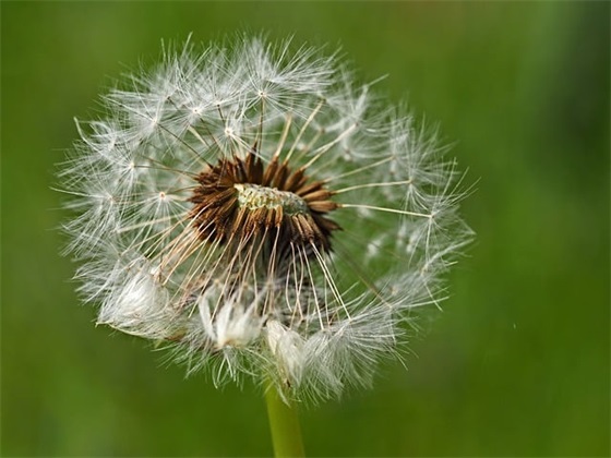 2026年牛年的语句—有关牛年吉祥如意祝福句子 2026年牛年的语句—有关牛年吉祥如意祝福句子