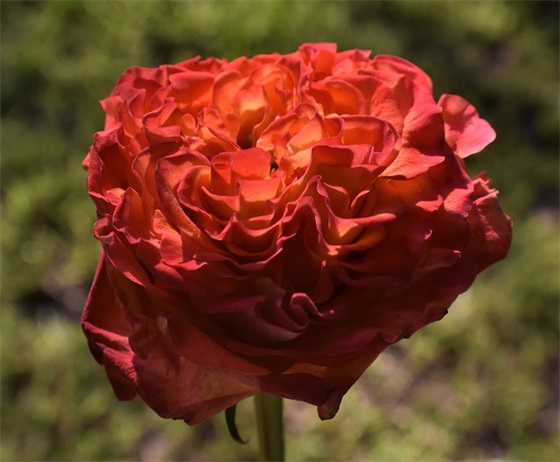 给老师的生日祝福语