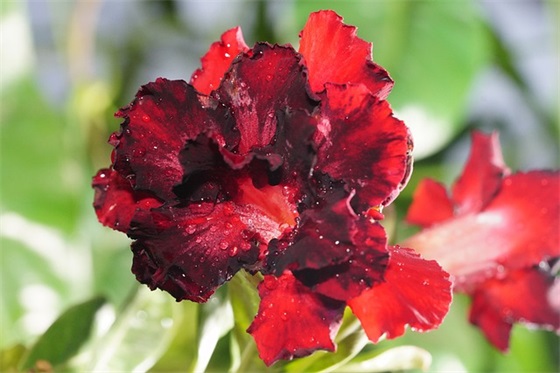 春节对孩子的祝福语31句