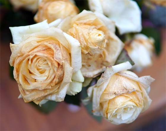 结婚55周年祝福语29句 结婚55周年祝福语29句