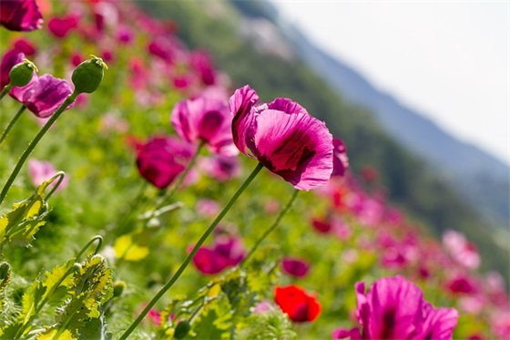 祝宝宝满月红包祝福语 祝宝宝满月红包祝福语