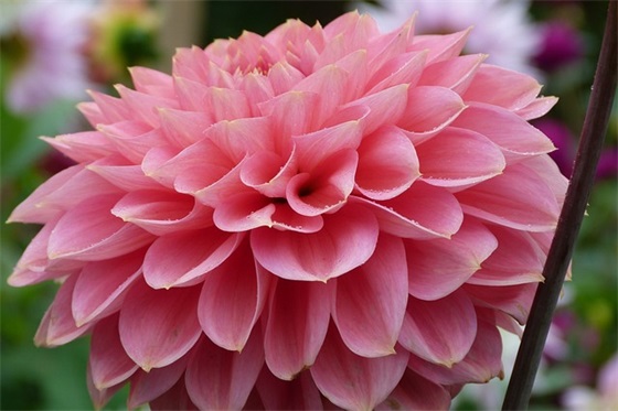 开业典礼的祝福语 开业典礼祝福语