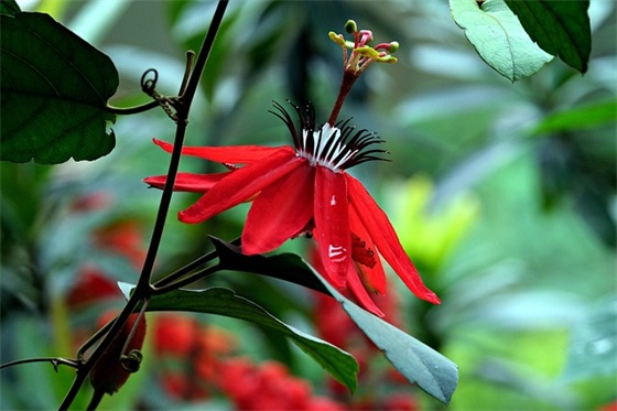 早安的微博祝福语