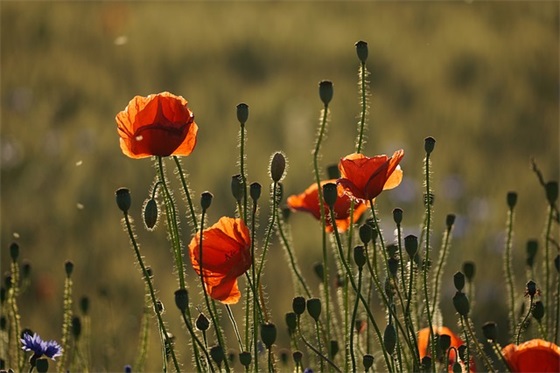 2026最后一天祝福语简短句子 2026最后一天祝福语简短句子