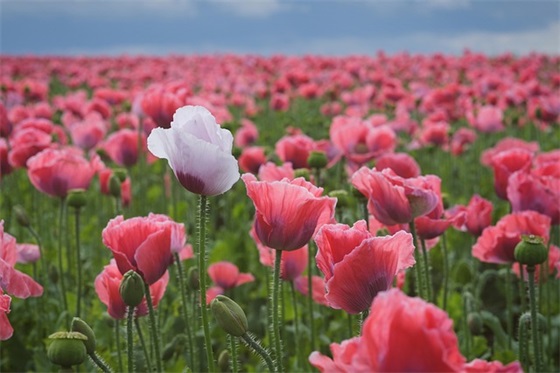 平安祝福语一句话 愿一切平安的短句