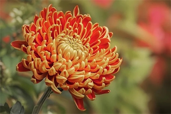 小朋友过生日祝福语 适合小朋友生日祝福语 小朋友过生日祝福语 适合小朋友生日祝福语