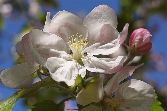 牛年新年经典祝福语 新年新气象牛年祝福语