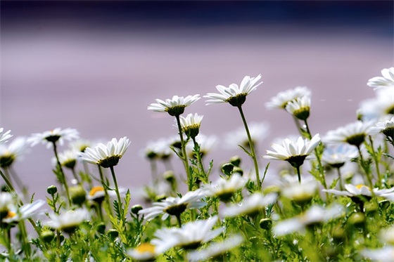 2025年适合发朋友圈的端午节句子(精选100句) 2025年适合发朋友圈的端午节句子(精选100句)