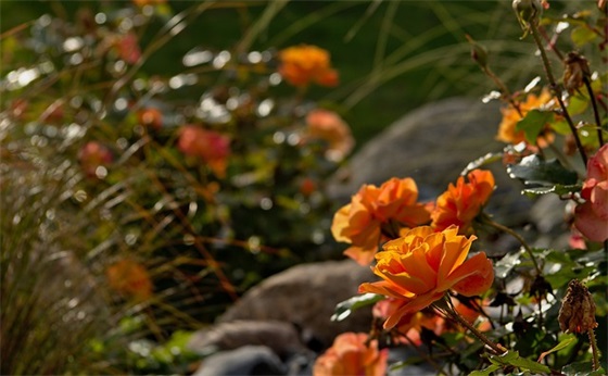 中考励志的句子 中考励志的句子简短 中考励志的句子 中考励志的句子简短