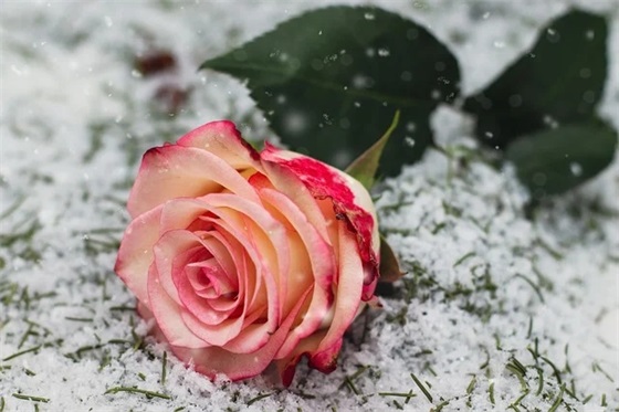 离别最朴实打动人心的句子