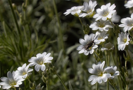 欺骗感情的句子