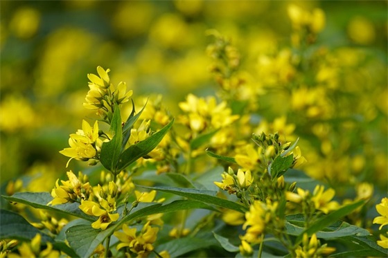 2026早安心语祝福短信