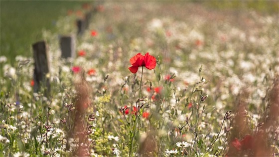 祝学弟学妹高考祝福语 祝学弟学妹高考祝福语