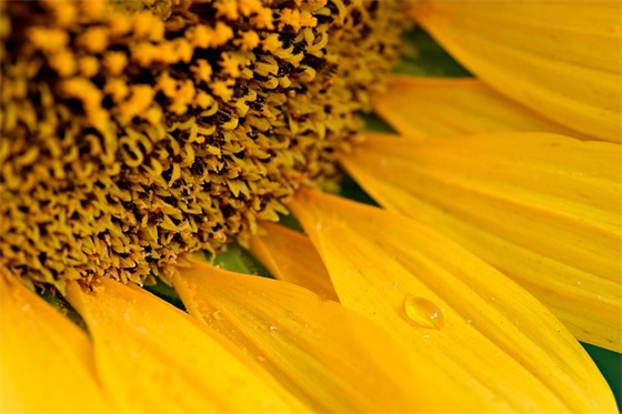 2026端午节简短温馨的祝福语