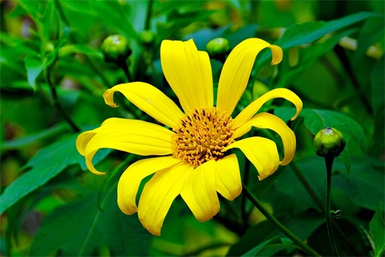 2026最新鼠年春节祝福对联横幅大全(2026鼠年春节对联大全16字春)