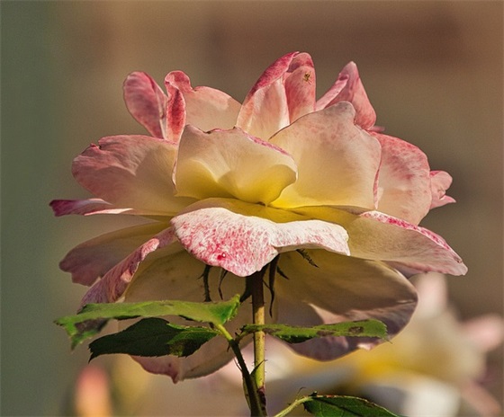 低调暗示自己生日快乐的祝福语 低调暗示自己生日快乐的祝福语