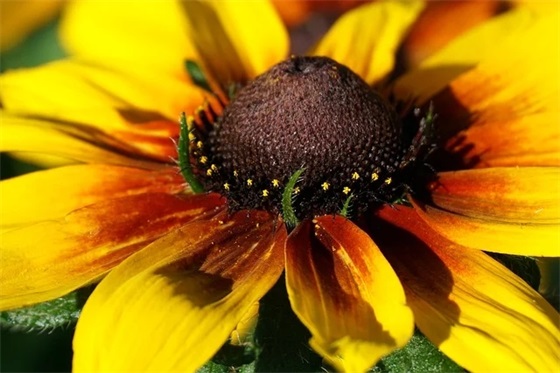 儿子满月酒祝福语41句