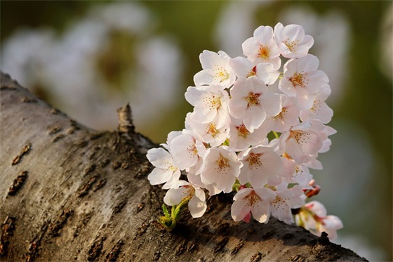祝福金榜题名的早安心语 祝福金榜题名的早安心语