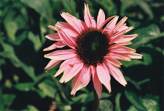 端午安康寄语祝福短语文案大全(端午安康祝福语图片) 端午安康寄语祝福短语文案大全(端午安康祝福语图片)