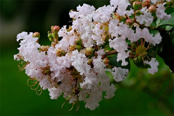 12月25日圣诞节QQ祝福语 12月25日圣诞节QQ祝福语