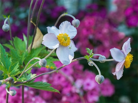 2026年给领导的新年祝福语53句 2026年给领导的新年祝福语53句