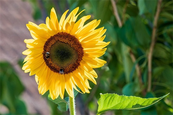 生日祝福英文短信 生日祝福英文短信