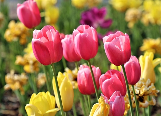 群里发祝福语新年快乐 发群大家新年祝福语