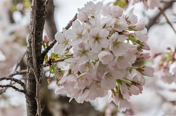 公司新年祝福语2026年祝福语53句