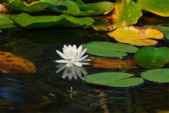 送给老人家80大寿祝福语精美精选