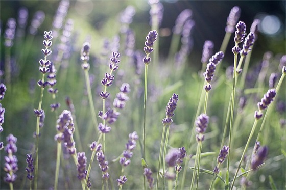 圣诞卡祝福语 圣诞卡片简短祝福语 简短的圣