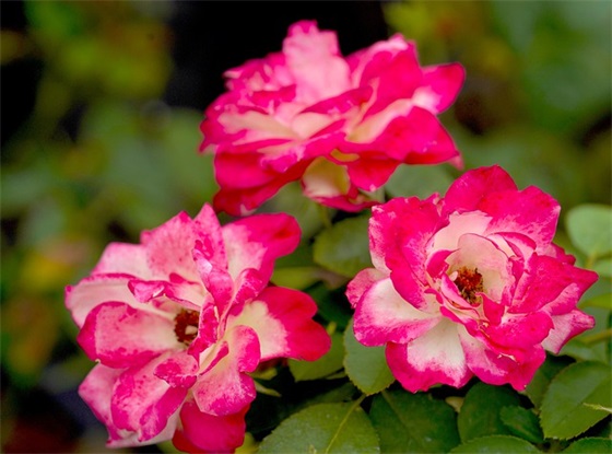 最新生日贺卡卡片话祝福语(生日贺卡祝福语)