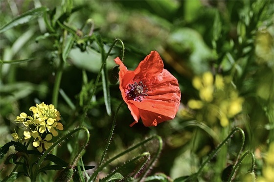 梦想永远不会太晚好句