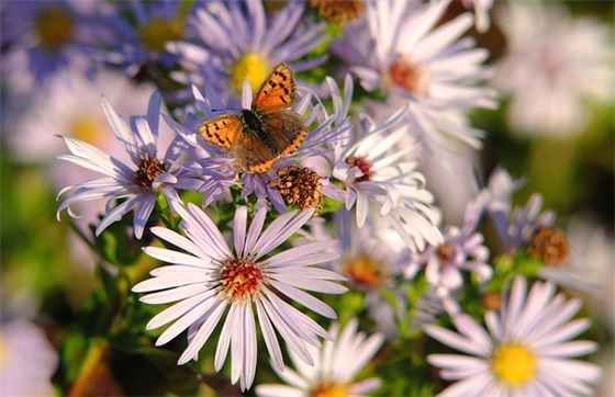 联词句大全 关联词句子大全