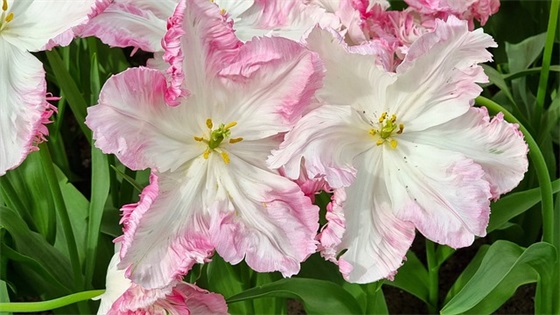 形容人虚伪的句子85句 形容人虚伪的句子85句