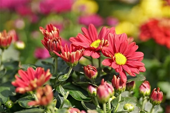 最火的早安句子2026 最火的早安句子2026